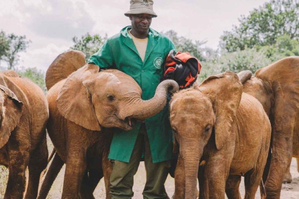 David Sheldrick Elephant Orphanage Nairobi Kenya